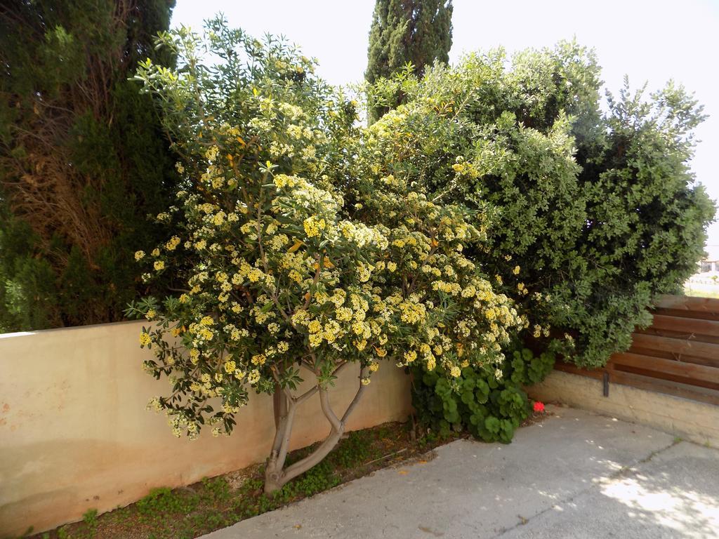 Hôtel Kyriakos Court à Paphos Extérieur photo
